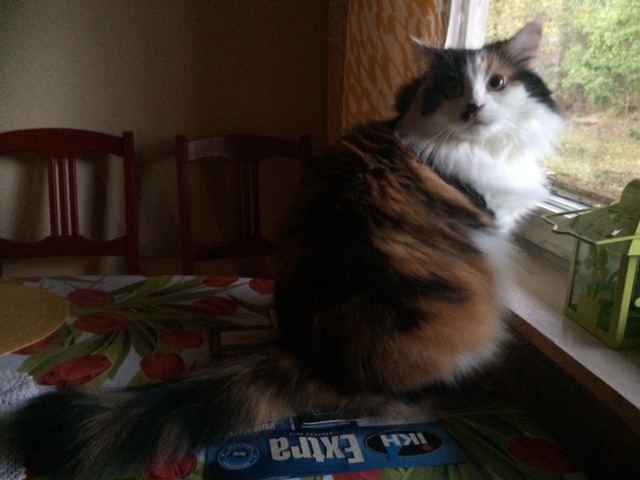 sibirisk katt Isonoe